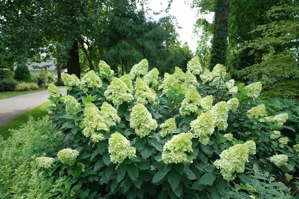 Limelight Prime® - Panicle Hydrangea - Hydrangea paniculata