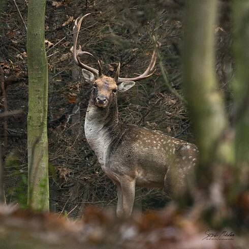 Sudokopytníci jelenovití | Štěpán Mikulka | Wildlife fotograf