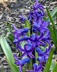 Spring has Sprung – Stuyvesant Park Neighborhood Association (SPNA)