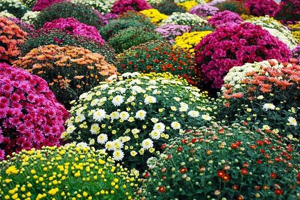 chrysanthemum.jpg