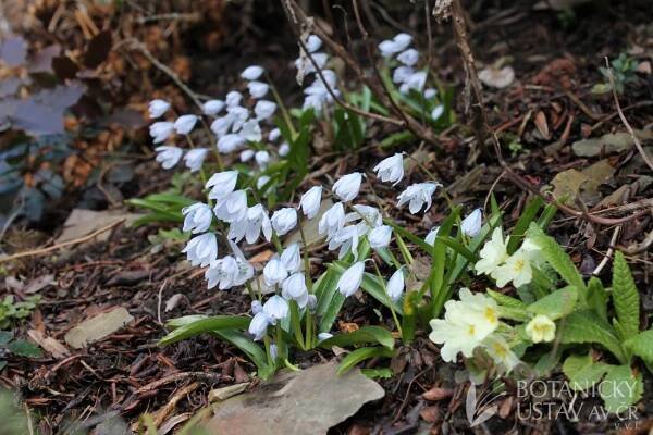 jednoděložné | Herbář | Fotogalerie | iBotky.cz