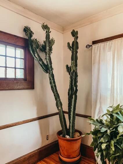 Aging in Place: How to Grow your Plants into Old Age — STUMP PLANTS · WARES · COMMUNITY