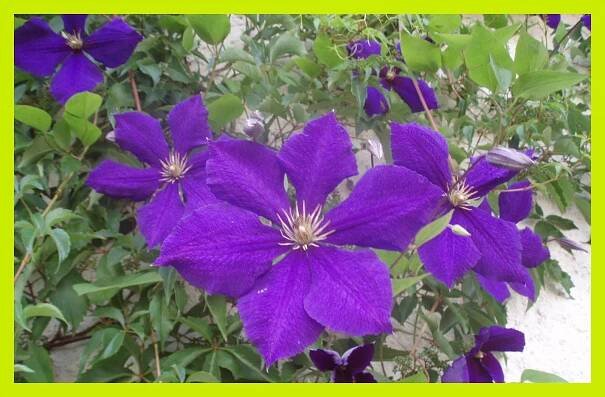 Clematis-pěstování, množení #3