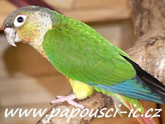 Papoušci