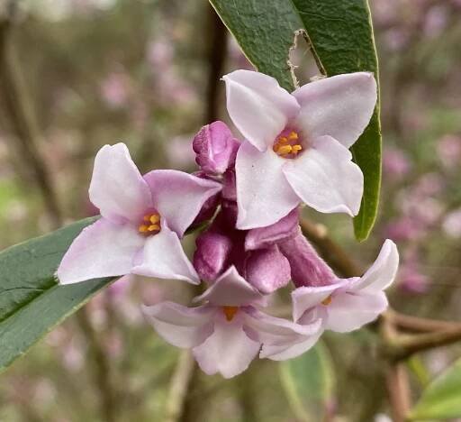 Daphne-bholua-Jacqueline-Postill