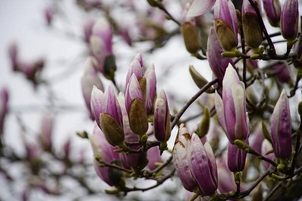 Download free HD stock image of Magnolia Tree