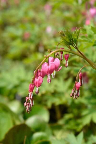 Best Plants for British Columbia's Climate