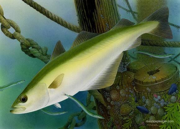 Fish – Maurice Pledger