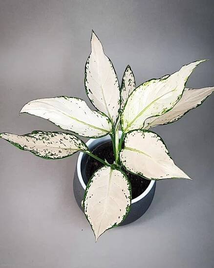 Aglaonema commutatum Vanilla Joy
