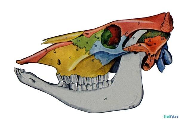 Kravská lebka: struktura, anatomie, foto