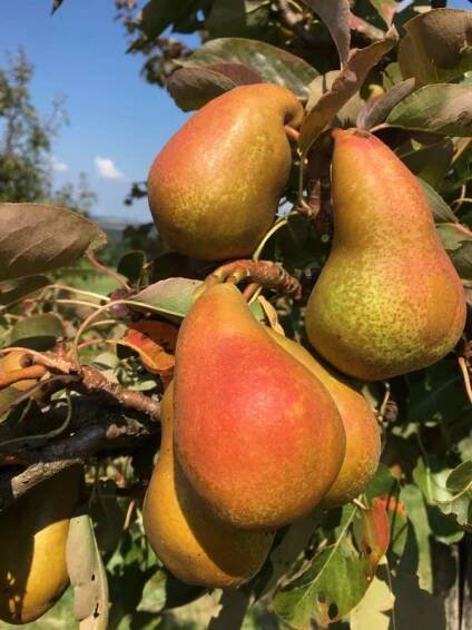 Birnbaum Bunte Julibirne