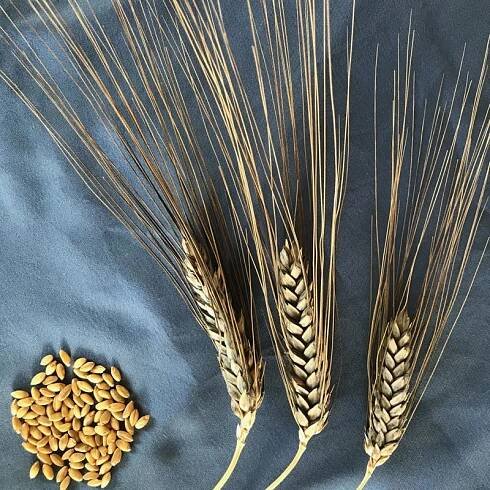 Durum, Blue Beard