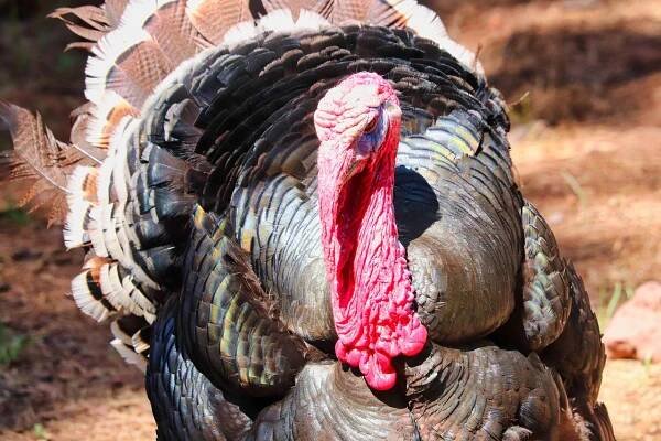 Download free HD stock image of Turkey Wild