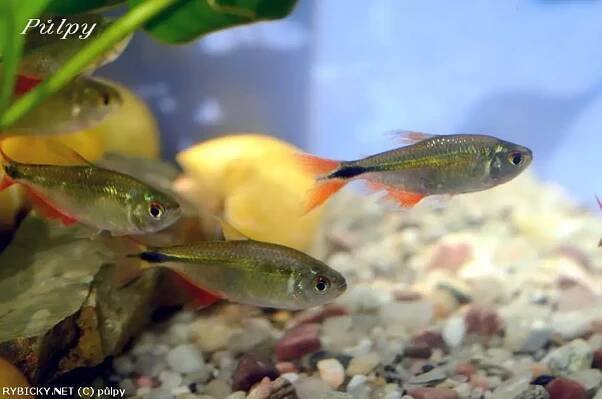 Tetra kosočtverečná - Hyphessobrycon anisitsi