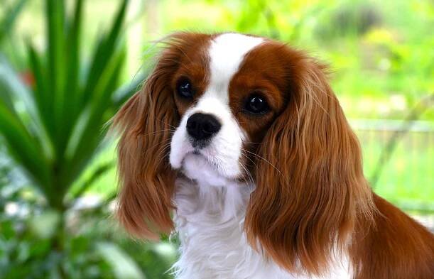 Jaký je rozdíl mezi Cavalier King Charles Spaniel a King Charles Spaniel?