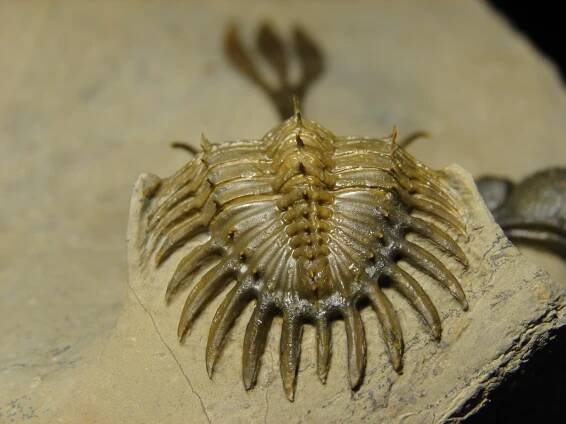 Walliserops trifurcatus - Přírodniny Vedral