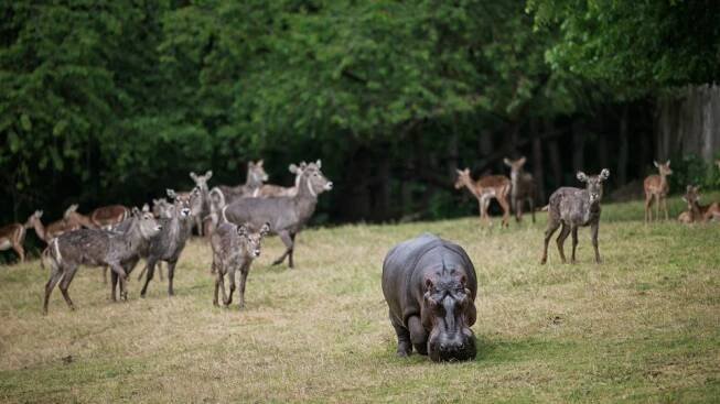 Safari Park Dvůr Králové hlásí začátek letního koupání. Důkazem je pobyt pětice hrochů v jezeře | foto: Helena Hubáčková,  Safari Park Dvůr Králové