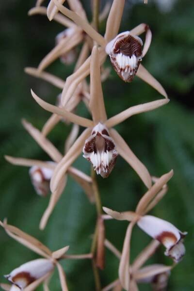 Orchideje 2010