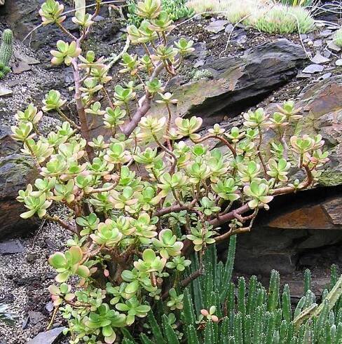 Portulacaria afra (Portulakarie africká) - eshop, prodej, semena, rostliny, pěstování, fotografie, množení, popis, atd