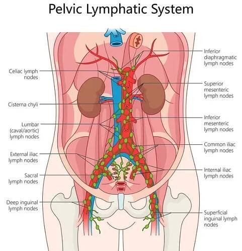 Pánevní lymfatický systém, lymfatické uzliny, cévy, ideální pro lékařské vzdělávání, zdravotní péče, a biologie studie diagram ručně nakreslené schematické rastrové ilustrace. Vzdělávací ilustrace lékařské vědy — Stock obrázek