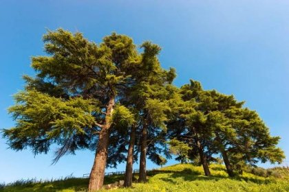 Zázračný sibiřský cedr (Pinus sibirica) | Magazin.BiOOO.cz