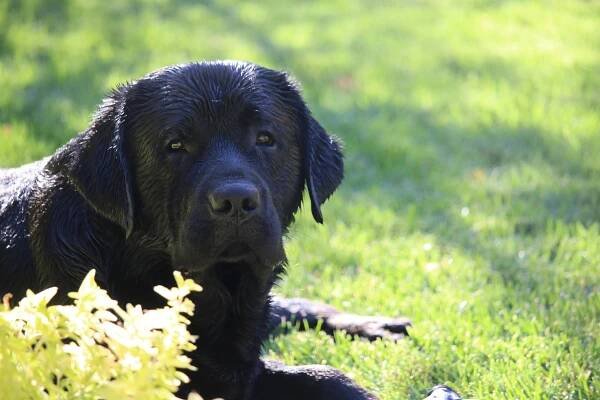 Woefdram's, Labradors, Labrador, Labrador retrivers, Woefdrams