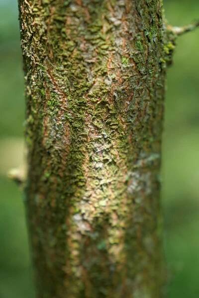 Carpinus coreana | habr korejský - Van den Berk školky
