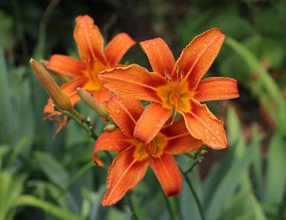 77 Hemerocallis fulva 2018 G1 uploaded by George Chernilevsky, nominated by George Chernilevsky