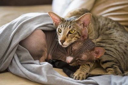 Sphynx se skvěle snese s dalšími kočkami a zvířaty. 
Fotka od mrviktorzolotukhin z Pixabay.