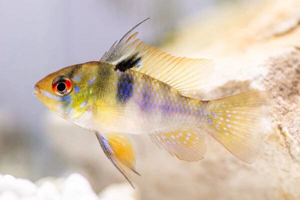 Learn All About the German Blue Ram