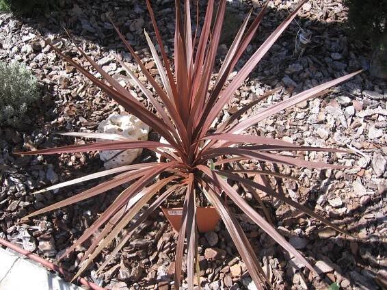 Péče o Cordyline australis: tipy pro udržení zdraví