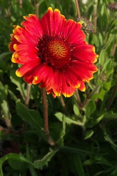 Soubor:Gaillardia pulchella 2012.jpg