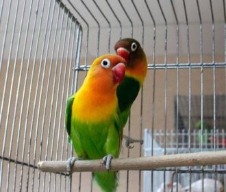 Papoušci hrdličky - údržba a péče doma