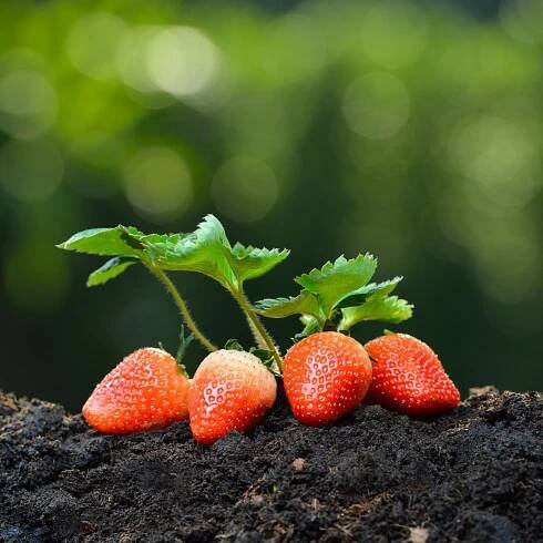 Jahodník Honeyo – Fragaria ananassa – prostokořenné sazenice jahodníků