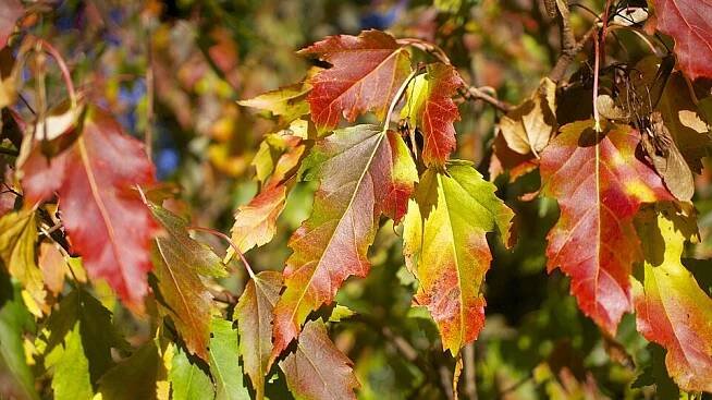 Javor ginnala, javor amurský, javor tatarský - (Acer ginnala) - 100 - 120 cm - Fascinující Paulownia