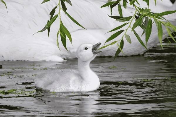Resized Trumpeter-Swan-Cignet_David-Eaton.jpg