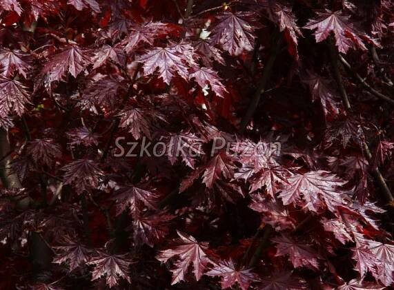 Acer platanoides (Javor mléč) 'Crimson Sentry'
