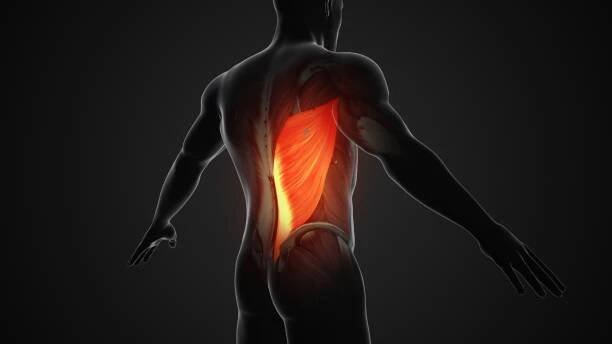 bolest a poranění ve svalech latissimus dorsi - široký sval zádový - stock snímky, obrázky a fotky