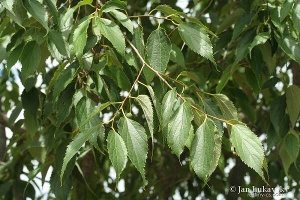 Břestovec jižní (Celtis australis)