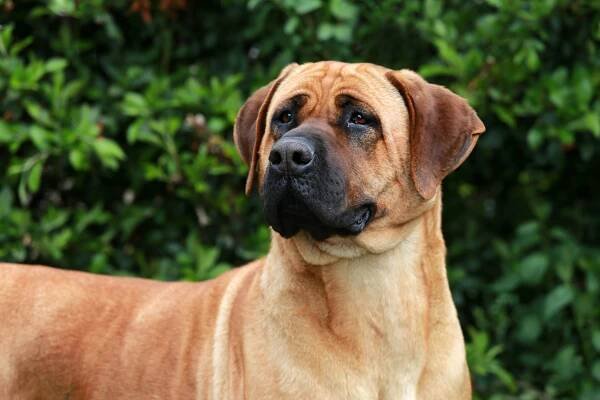 Portrét tosa inu bandog zelený přírodní pozadí — Stock obrázek