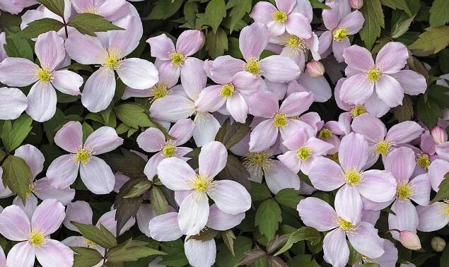 Clematis montana ‘Rubens’