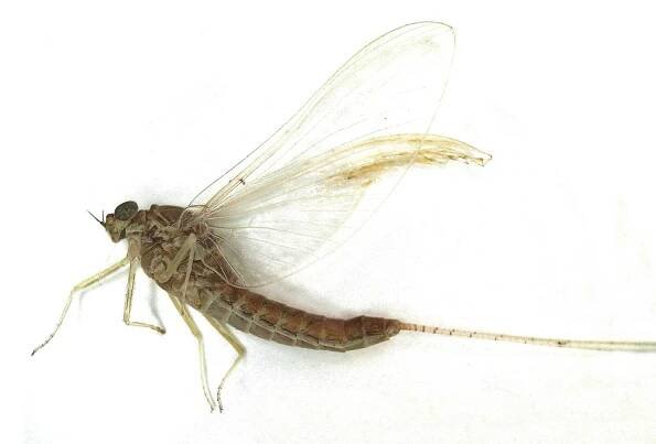 Soubor:Cloeon simile (Baetidae) - (imago), Elst (Gld), the Netherlands.jpg – Wikipedie