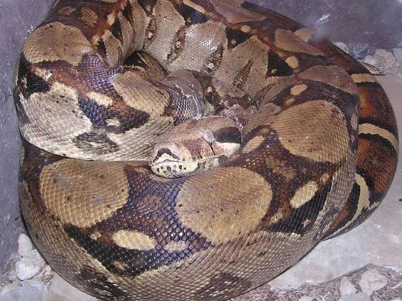 Boa constrictor - hroznýš královský