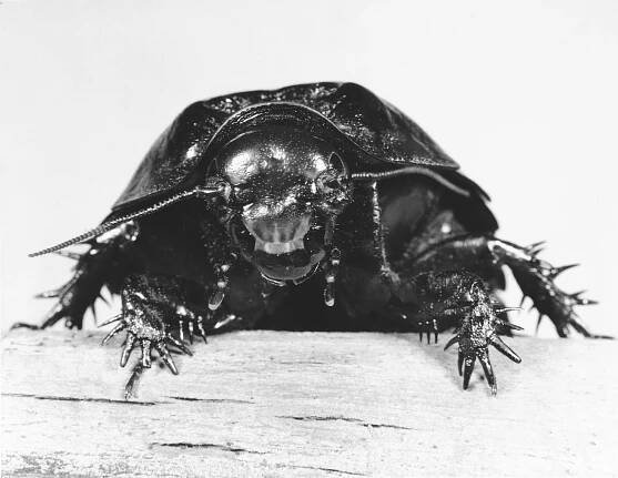 Dictyoptera (Überordnung)