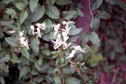 Lonicera japonica 'Purpurea'