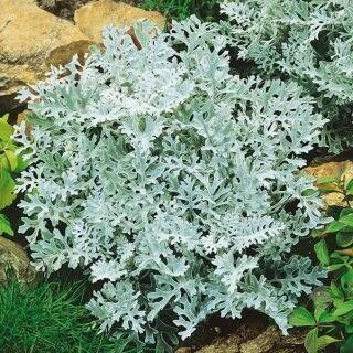 Starček přímořský - Cineraria maritima - Stříbřitá kapradinová elegance, září na slunci - Čerstvá semena