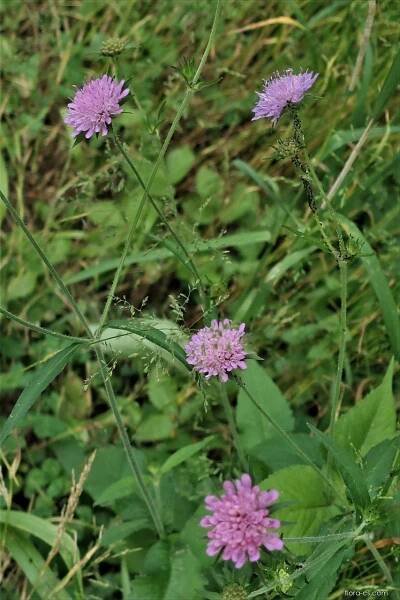 Atlas - fotogalerie: knautia; rostlina 1