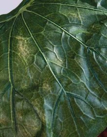 Umělý list vodní růže ZEREENA, zelený, 70cm