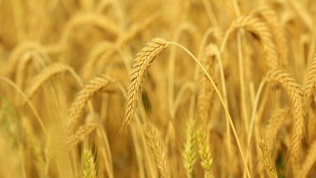 What Is Triticale – Learn How To Grow Triticale Cover Crops