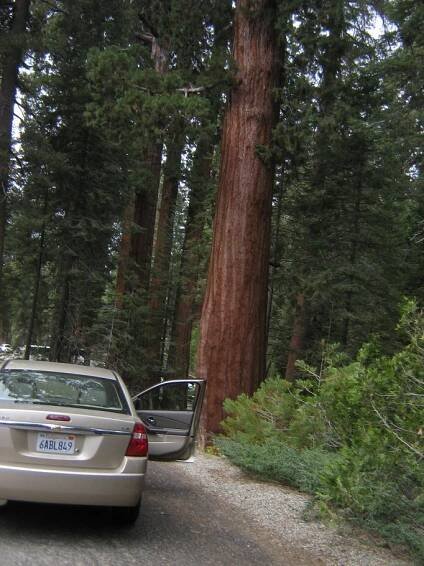 Les obrov v Sequoia & Kings Canyon National Parks | Smelý Zajko